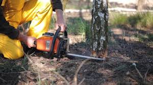 How Our Tree Care Process Works  in Athens, OH